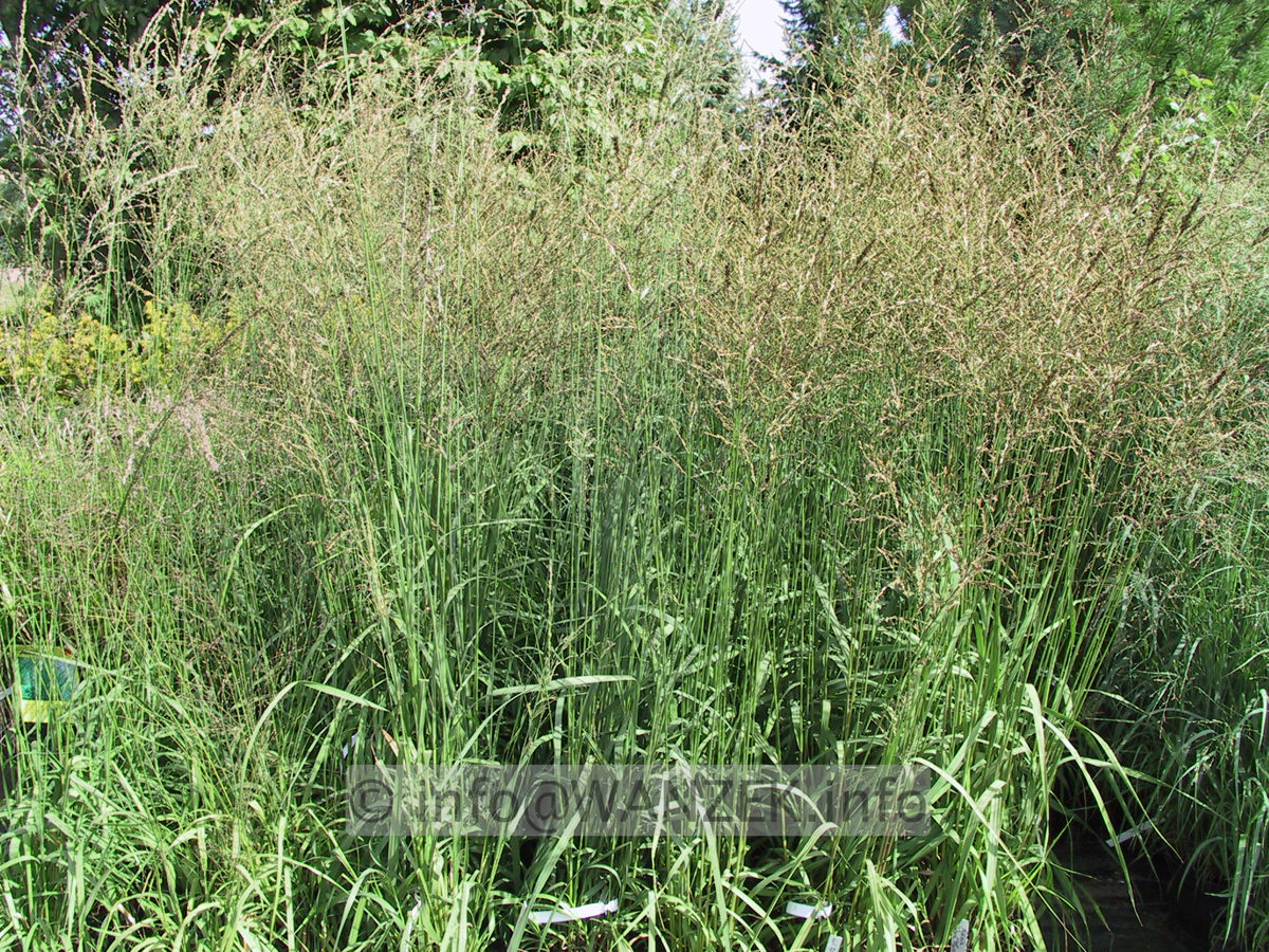 Molinia arundinacea Karl Foerster.jpg